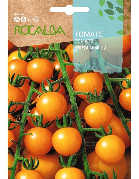 Llavor aromàtica Cilantre