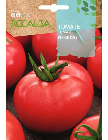 Llavor aromàtica Cilantre