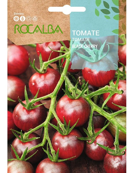 Semilla tomate black Cherry