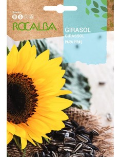 Semilla Girasol para pipas