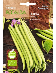 Semente Judaica Slenderette (orgânica)