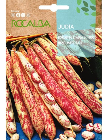 Semilla judía fbarlotto lingua di fuco nano