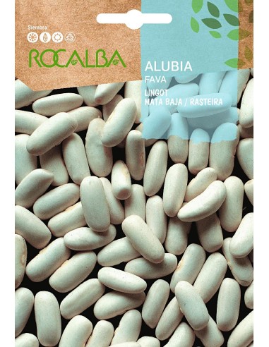Semilla alubia lingot