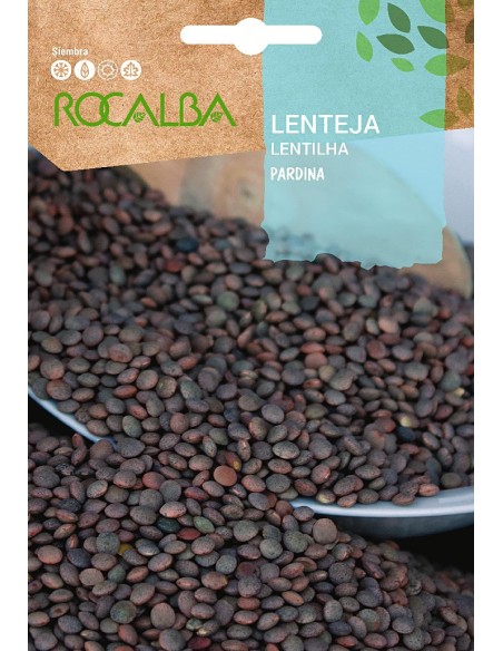 Semente de lentilha Pardina