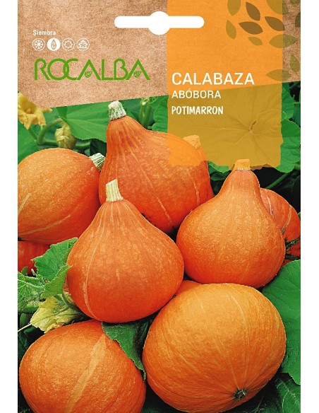 Llavor carbassa Potimarron