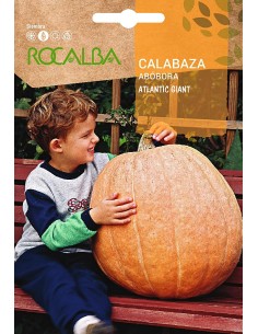 Semilla calabaza Atlantic giant