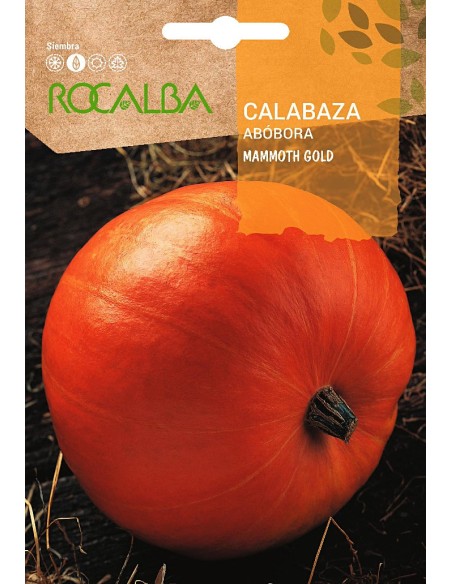 Semilla calabaza Mamut