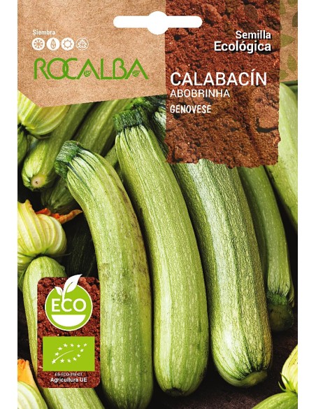 Semente Ecológica Abobrinha Genovesa