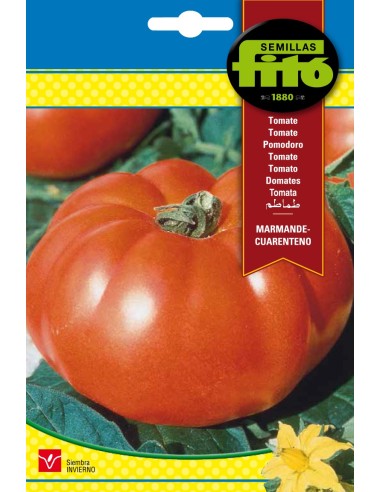 Tomate grosse et productive