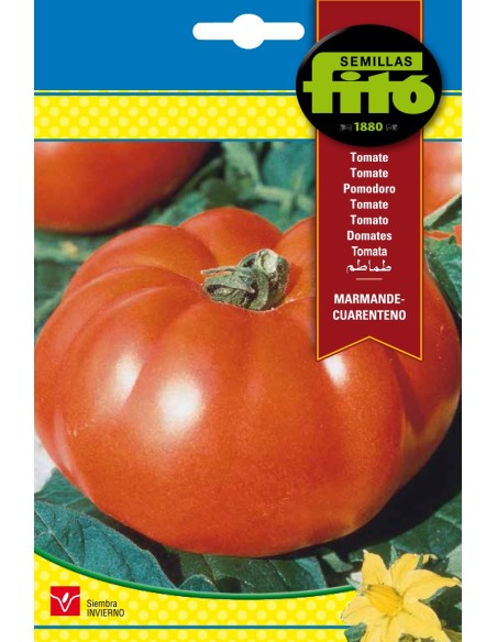 Tomate grosse et productive
