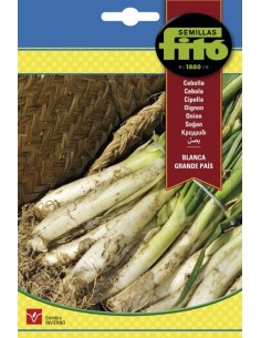 Semilla Cebolla Calçots grande del país