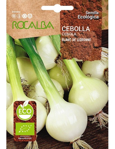 Llavor aromàtica Cilantre
