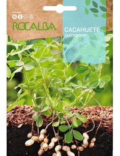 Llavor cacauet