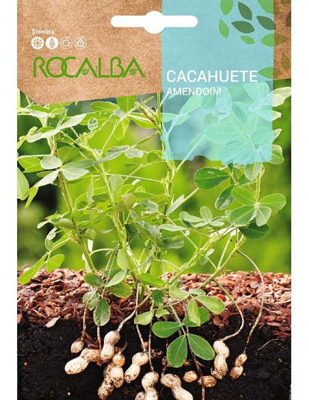 Llavor aromàtica Cilantre