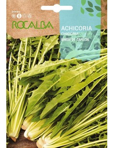 Semilla achicoria Barbe de Capucin