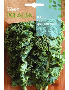 Llavor aromàtica Cilantre