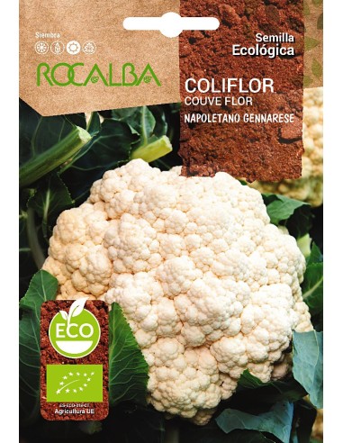 Semilla coliflor Napoletano Gennarese (ecológica)