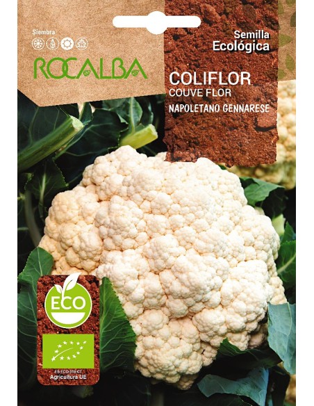 Semilla coliflor Napoletano Gennarese (ecológica)