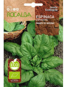 Llavor aromàtica Cilantre