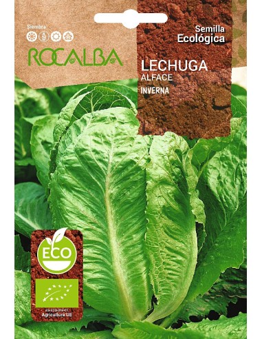 Llavor enciam romà Inverna (ecològica)