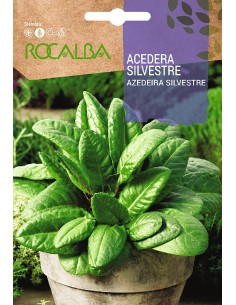 Llavor aromàtica Cilantre