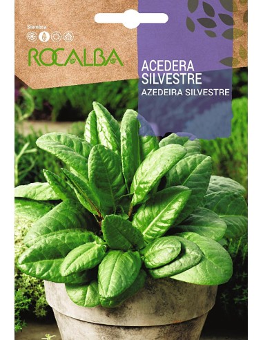 Semilla Acedera silvestre