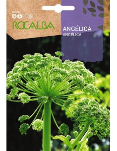 Semilla angelica