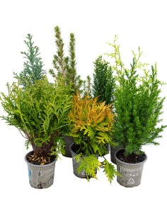 Compre Coniferae variada em Germigarden