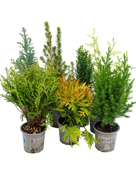 Compre Coniferae variada em Germigarden