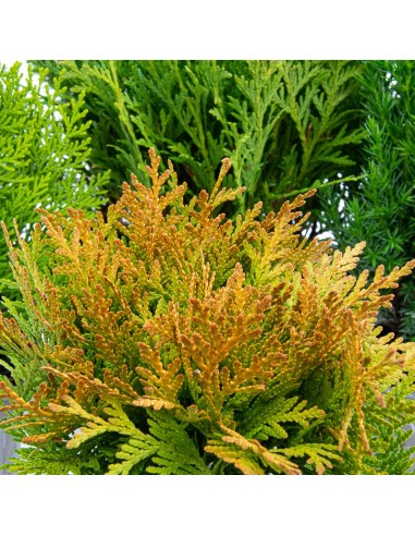 Compre Coniferae variada em Germigarden