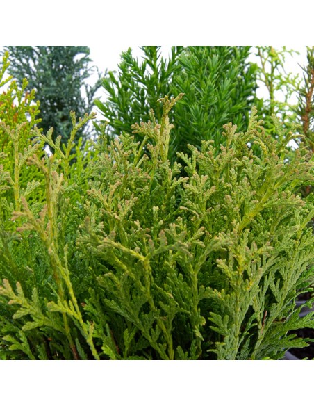 Compre Coniferae variada em Germigarden