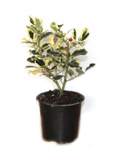 Ilex