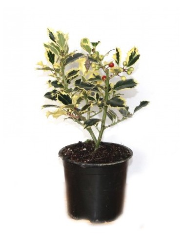 Ilex matizado