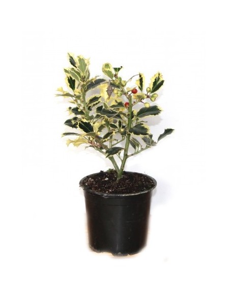 Ilex matizado