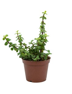 Portulacaria afra (maceta 12 cm ø)
