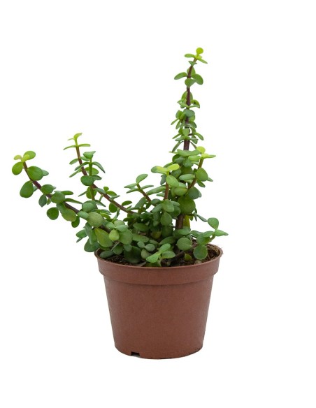 Portulacaria afra (vaso 12 cm ø)