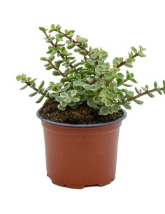 Portulacaria afra variegata