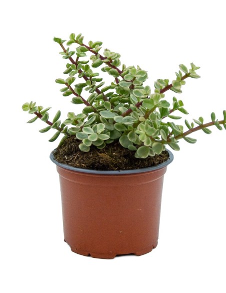 Portulacaria afra variegata