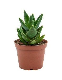 Aloe brevifolia (maceta 12 cm ø)