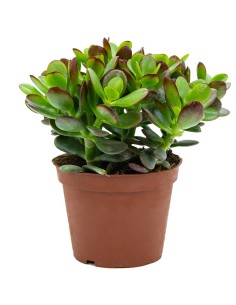 Echeveria sp. (test 12 cm ø)