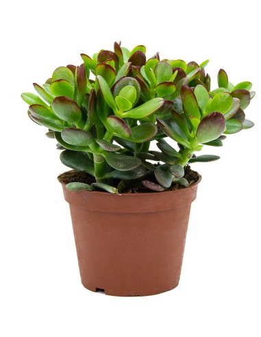 Crassula ovata (maceta 9 cm ø)
