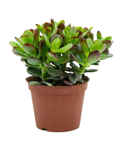 Crassula ovata (vaso 9 cm ø)