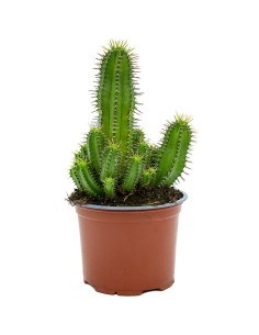 Cactus Varié (pot 12 cm ø).