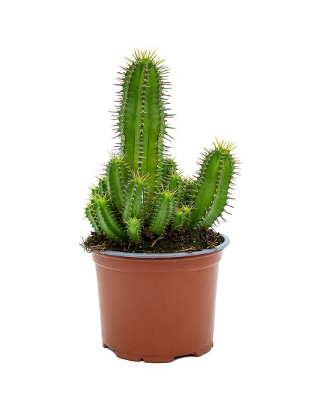 Cactus variado (maceta 12 cm ø)