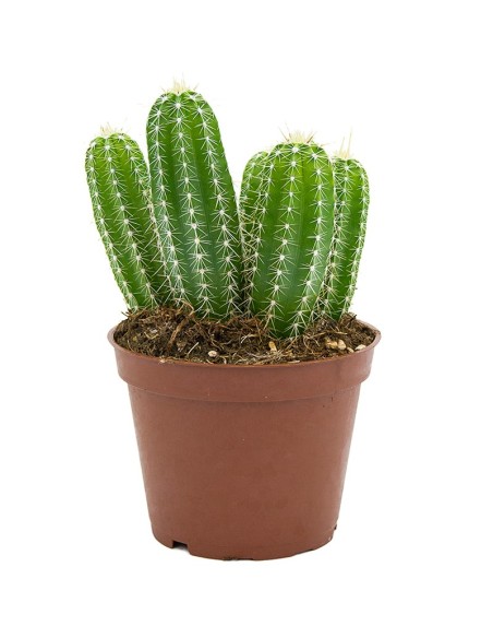 Cactus Varié (pot 12 cm ø).