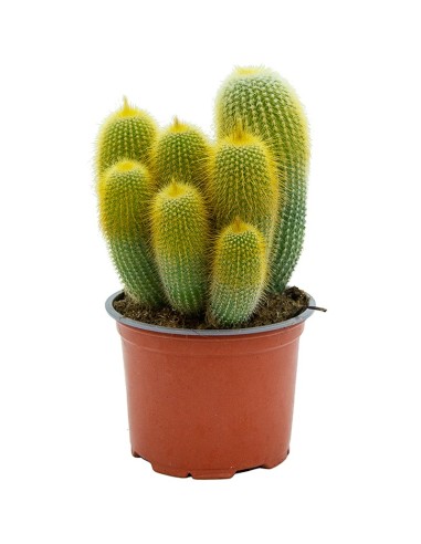 Cactus variats (test 12 cm ø)