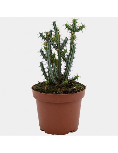 Cactus variado (maceta 12 cm ø)