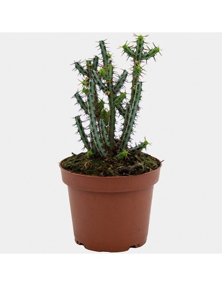 Cacto variado (vaso de 12 cm ø)