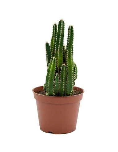Cactus variado (maceta 12 cm ø)