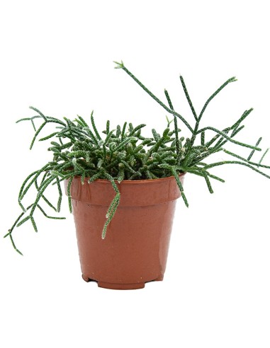 Cacto variado (vaso de 12 cm ø)